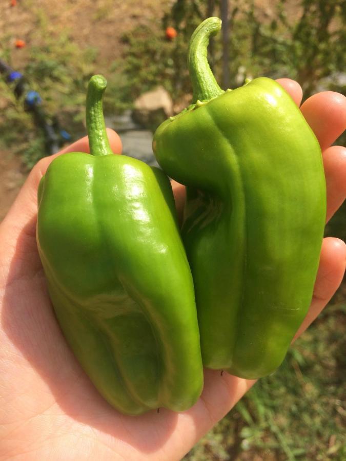 Agriturismo Turudhis Tortolì المظهر الخارجي الصورة